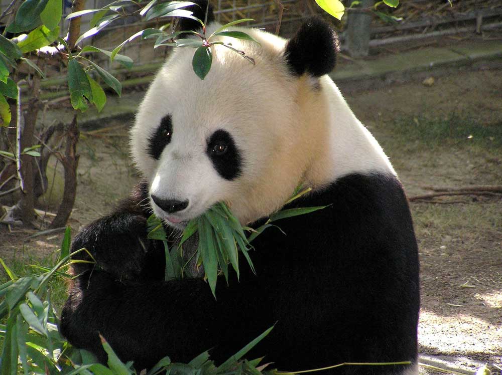 How To Visit The Giant Pandas When You Are Only Going To Beijing