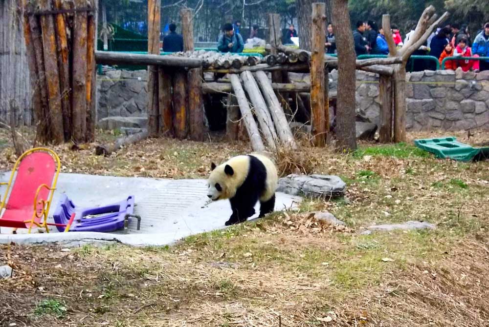 A Giant Panda at the Beijing Zoo - How to Visit the Giant Pandas in Beijing