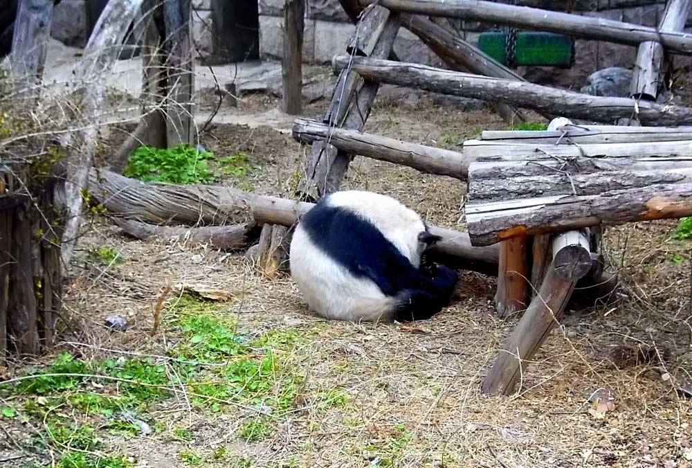 A Giant Panda Rolling Into a Ball at the Beijing Zoo - How to Visit Giant Pandas in Beijing