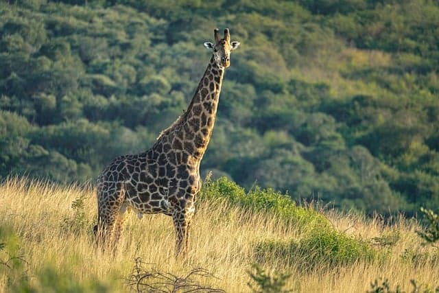 ExoticDestinations and Safaris — Kenya and Tanzania